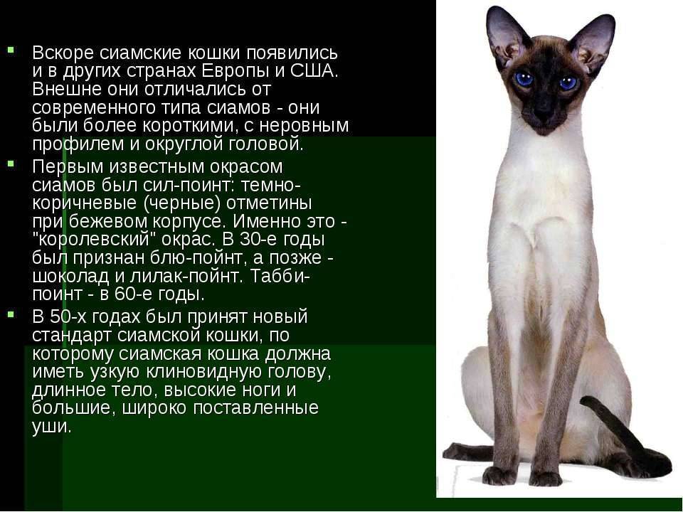Cиамская кошка. история, факты, характер, фото