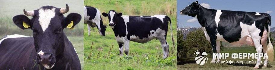 Черно-пестрая порода крс — разведение, содержание пестрых коров