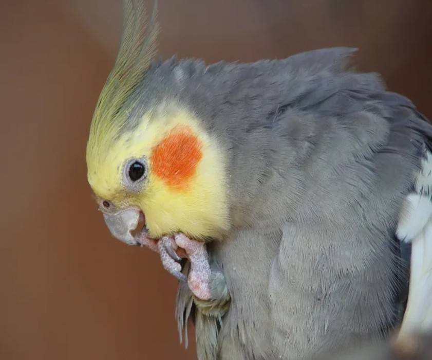 Как научить разговаривать попугая кореллу быстро в домашних условиях