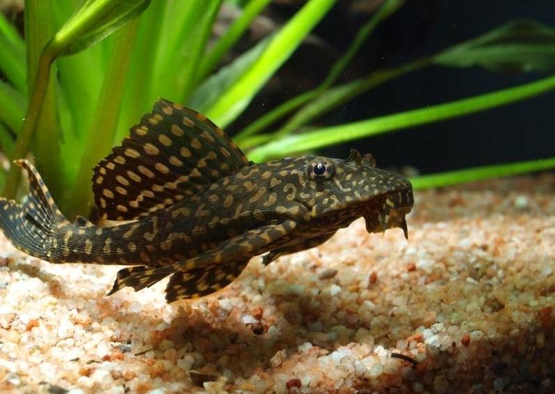 Аквариумные сомики: какие бывают виды рыбок, их содержание в аквариуме