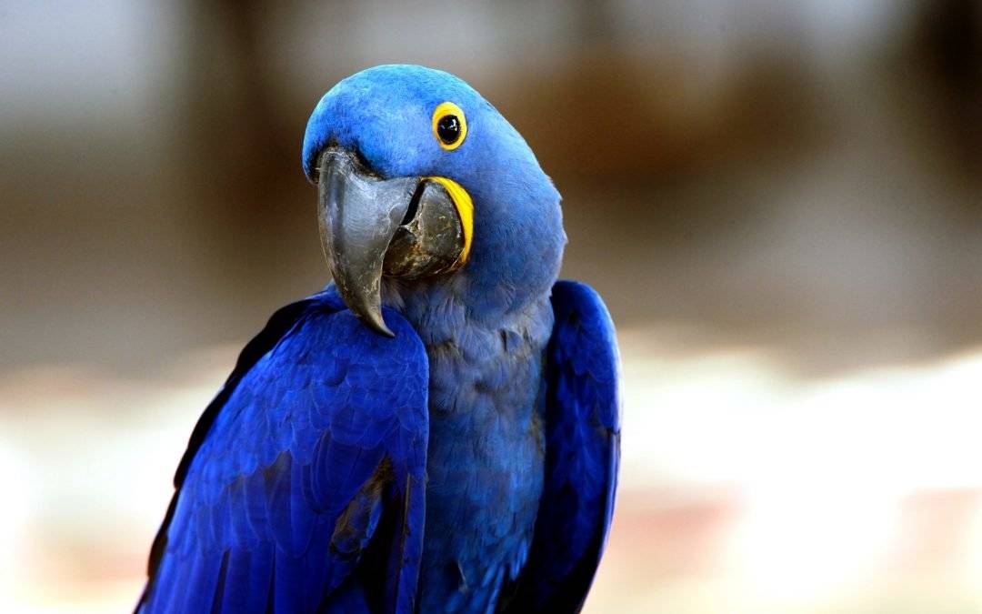 Синий попугай. описание, особенности, виды, поведение и домашнее содержание птицы | живность.ру
