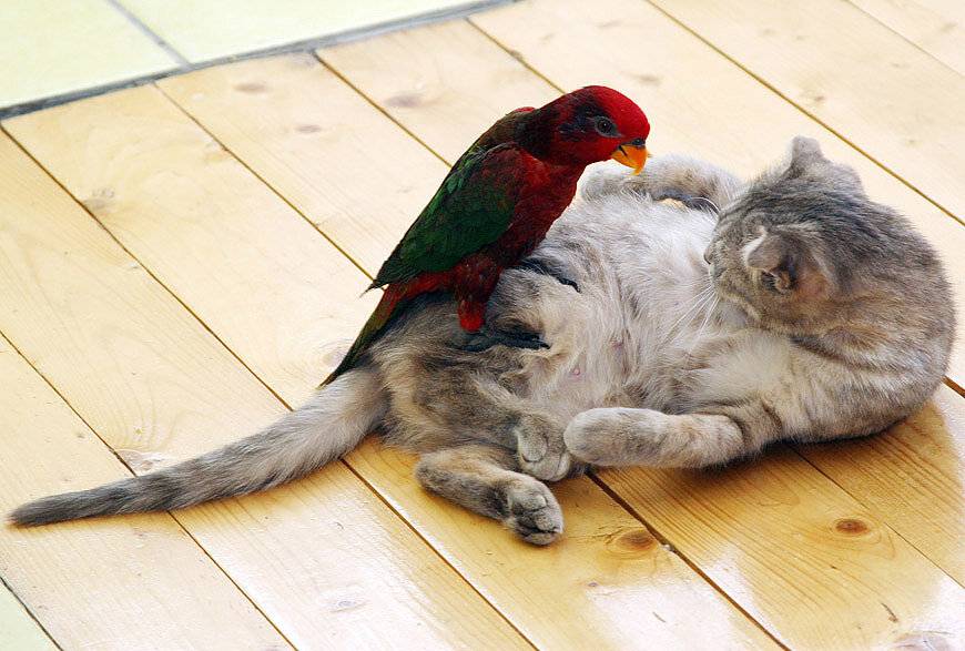 Как приучить кошку к попугаю