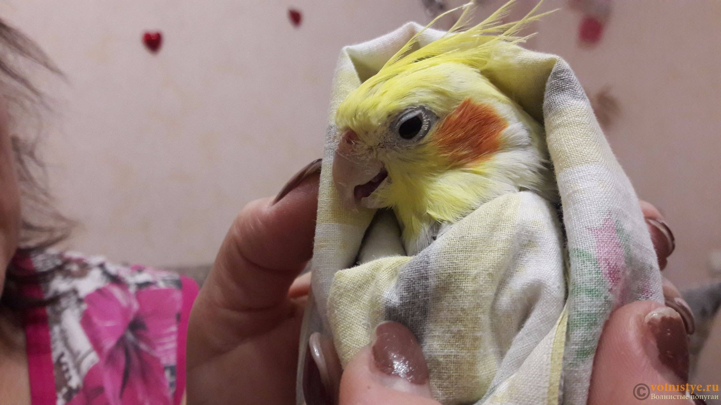 Почему попугай чихает: причины, последствия, лечение