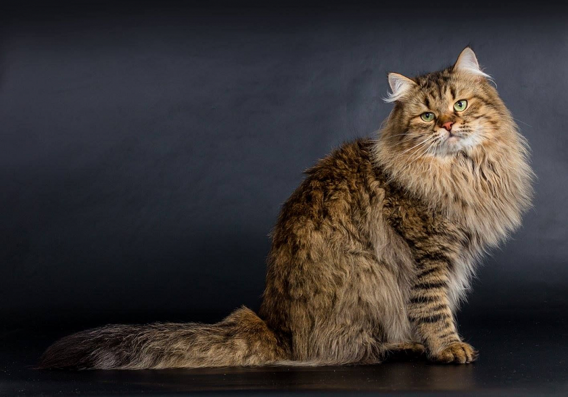 Сибирская кошка — история породы, описание, характер и повадки + 95 фото