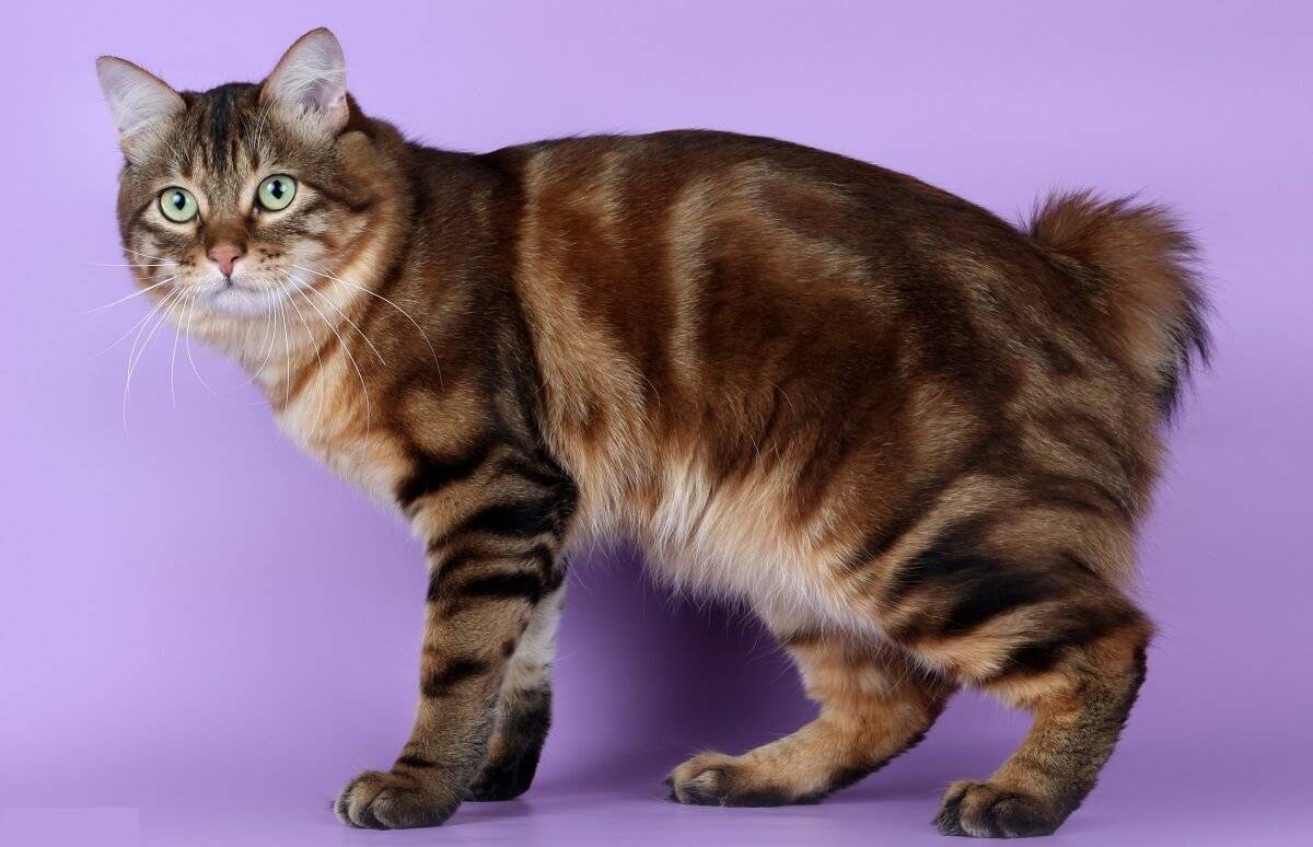 Курильский бобтейл или кошка «без хвоста». описание породы, фото