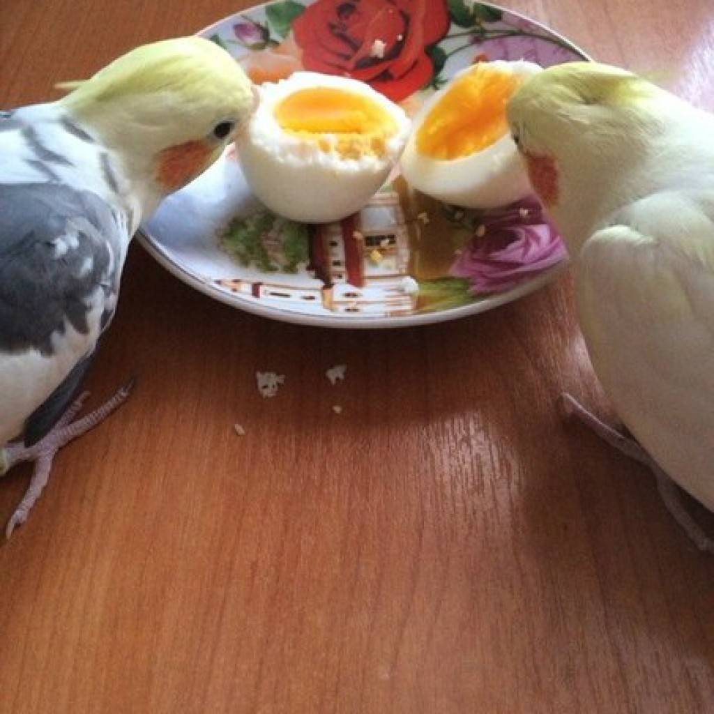 Чем кормить попугая кореллу дома