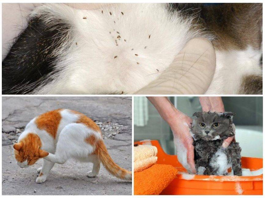 Блохи у кошек: симптомы, лечение - как вывести блох у кота - kupipet.ru