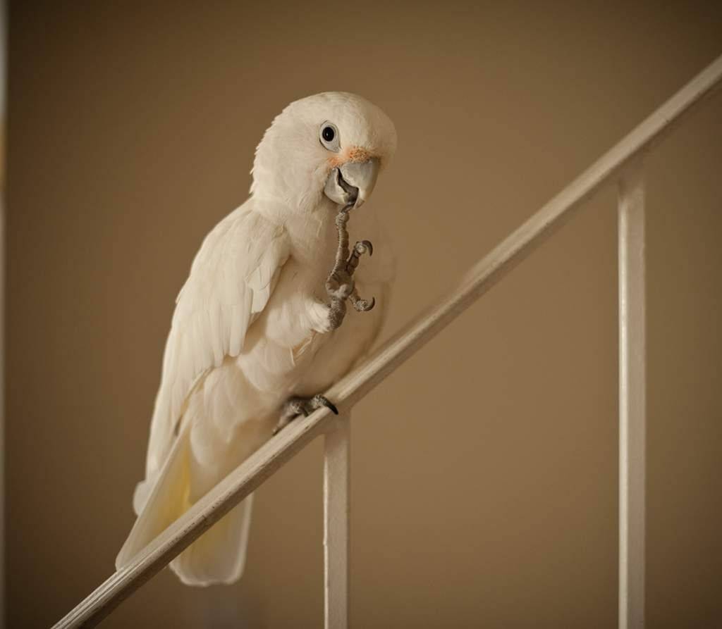 Попугаи какаду — «мастера на все руки»