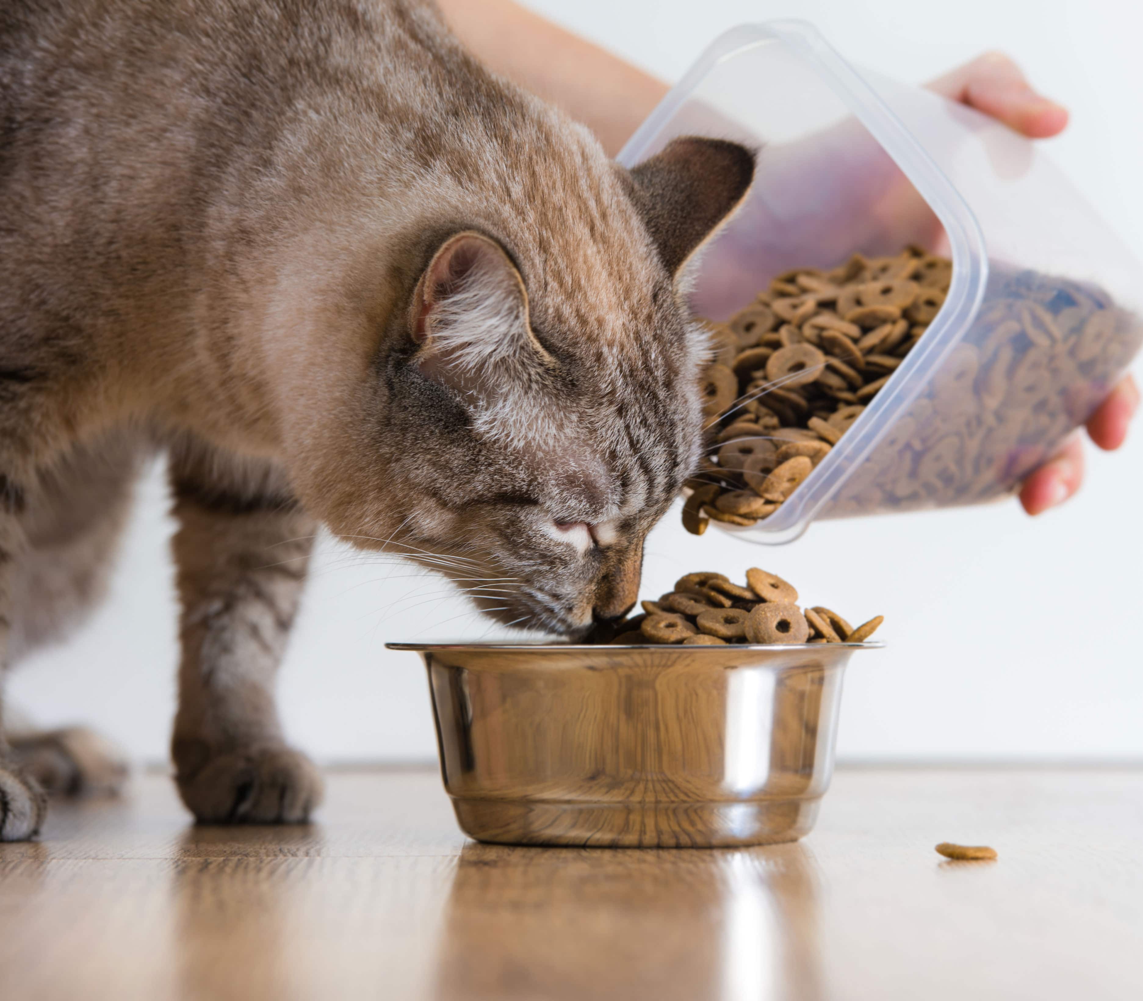 Как часто нужно кормить кошку: сколько раз давать еду взрослому питомцу или котенку