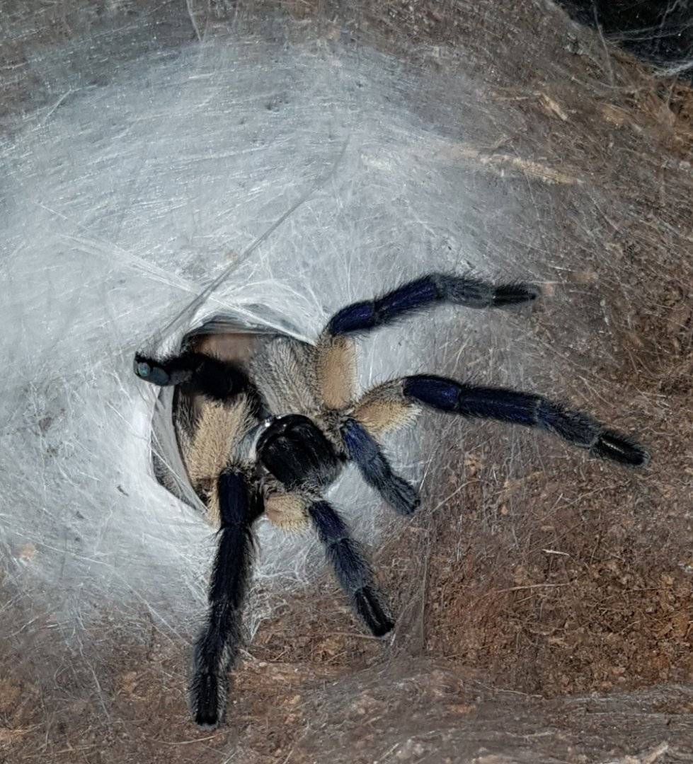 Содержание паука-птицееда брахипельма ваганс в домашних условиях