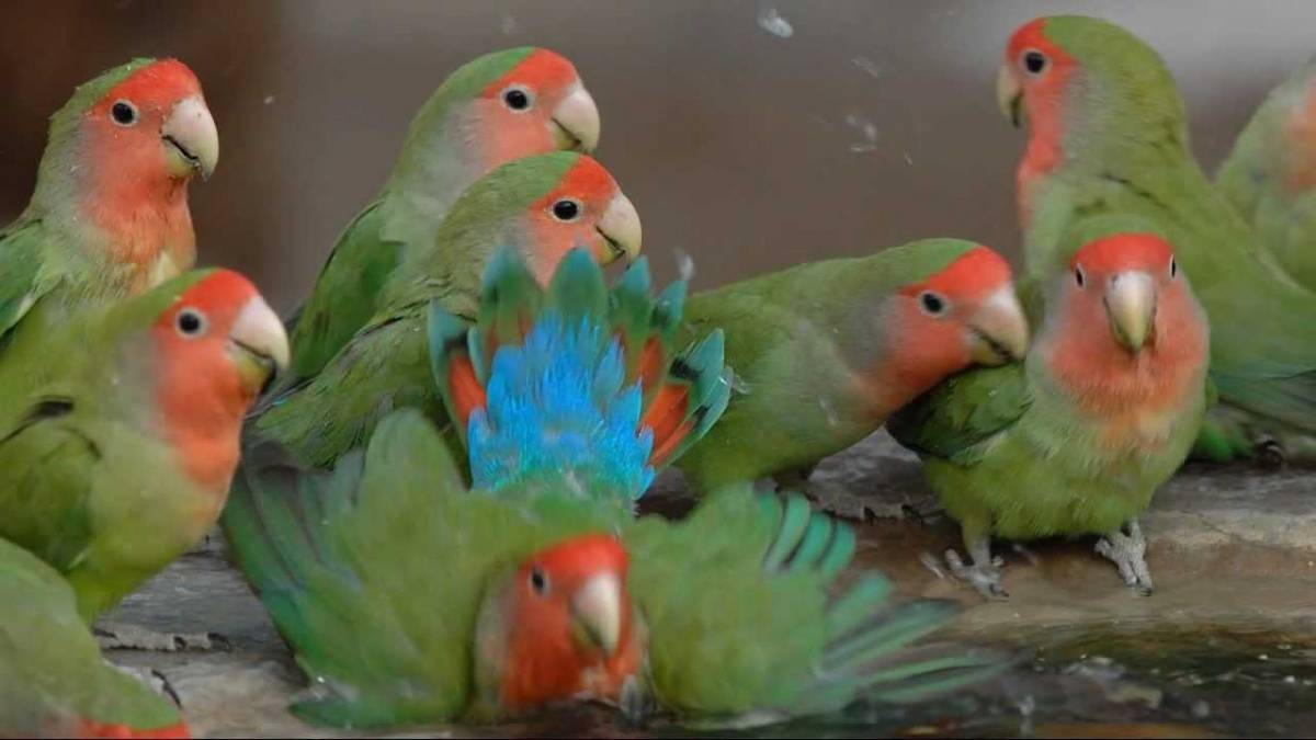 Может ли попугай-неразлучник жить один в клетке