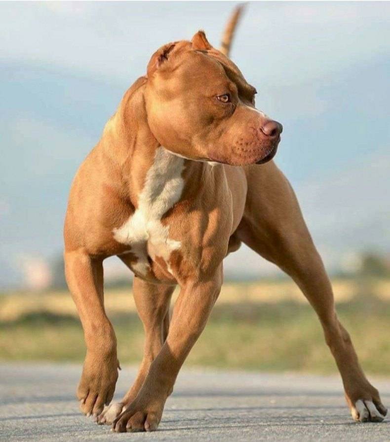 Бойцовские собаки: перечень пород, их особенности