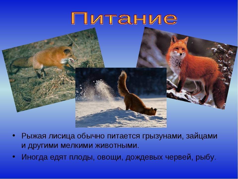 Виды лис. описание, названия, особенности, фото и среда обитания лисиц