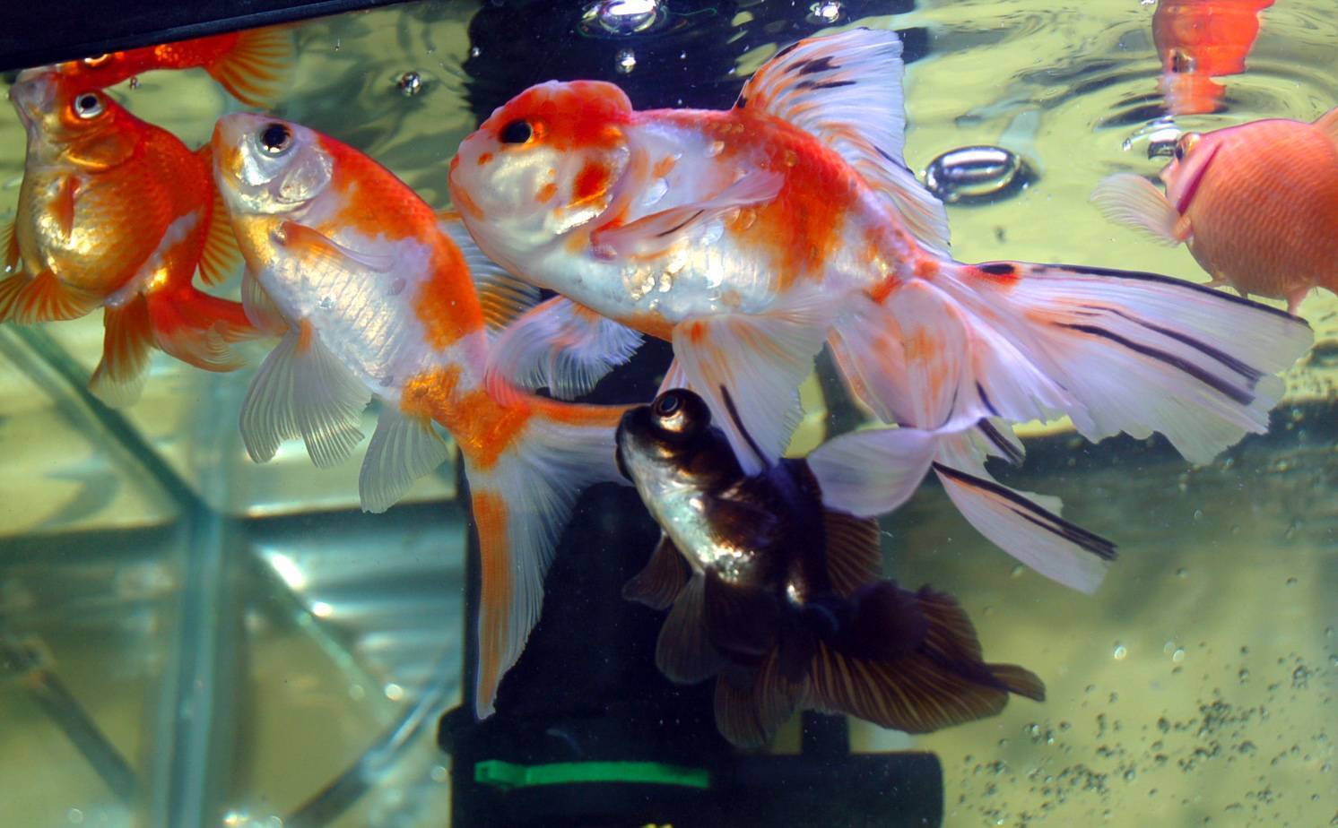 Размножение золотых рыбок — aqa.wiki