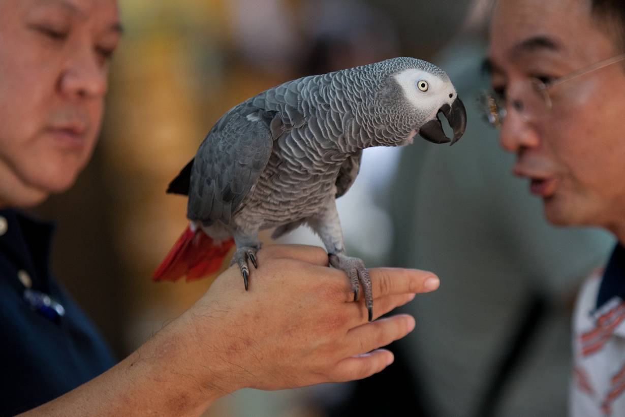 Говорящий жако, серый попугай говорун (фото и видео)