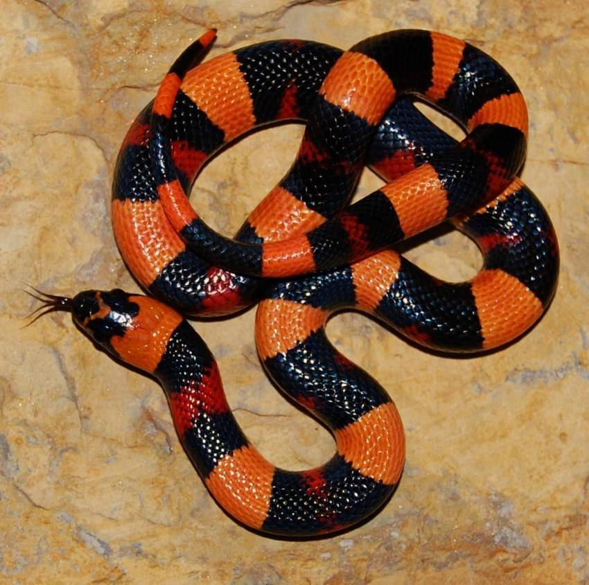 Королевская змея:описание,размножение,фото,яд,поведение | аквариумные рыбки