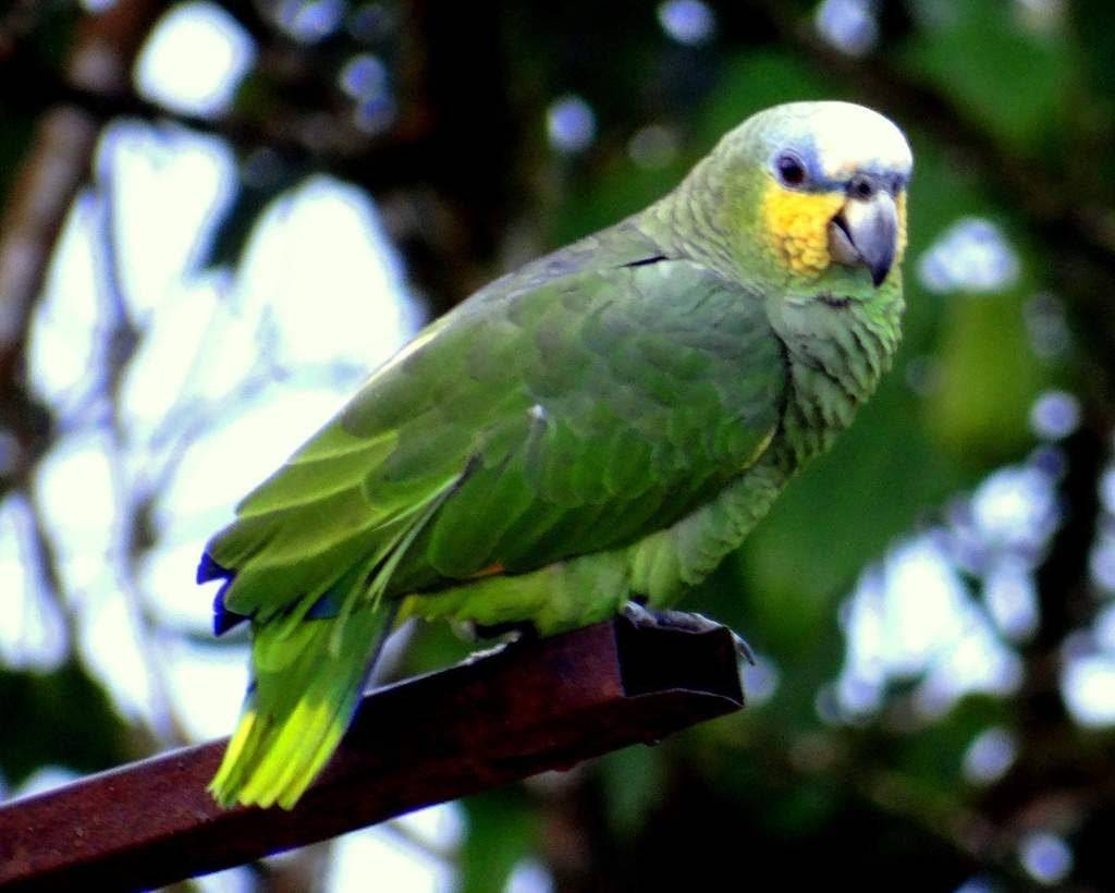 Амазон попугай: описание и уход в домашних условиях