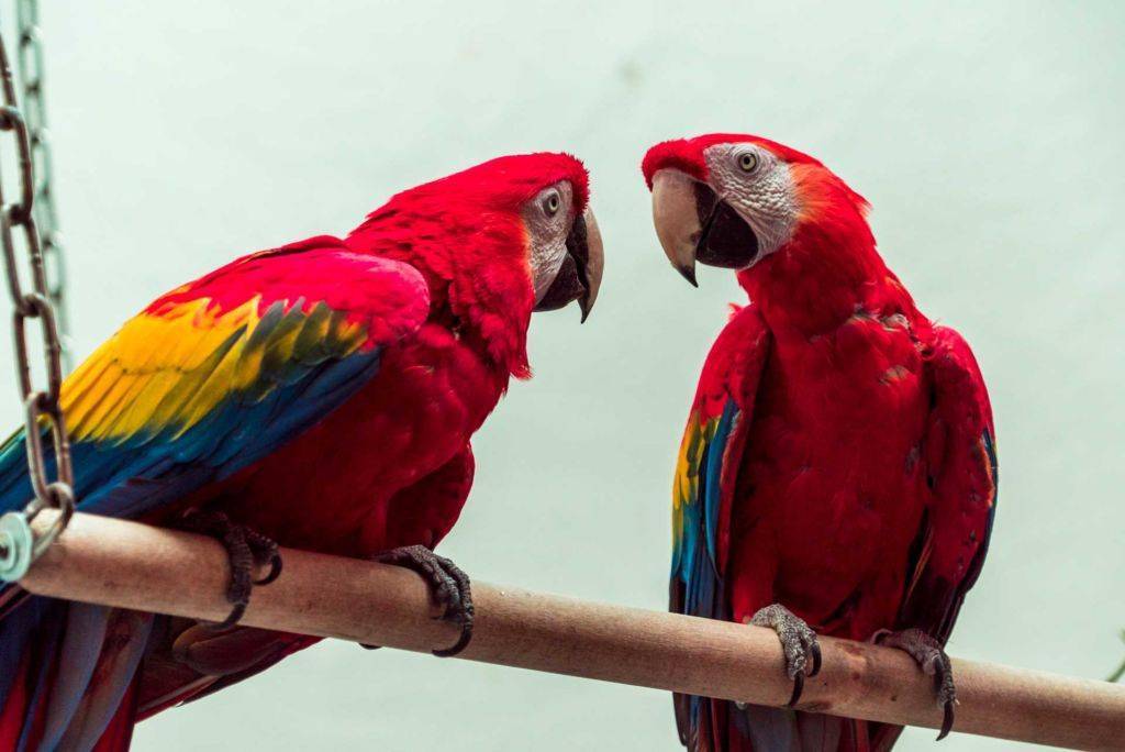 Попугай ара. образ жизни и среда обитания попугая ара | животный мир