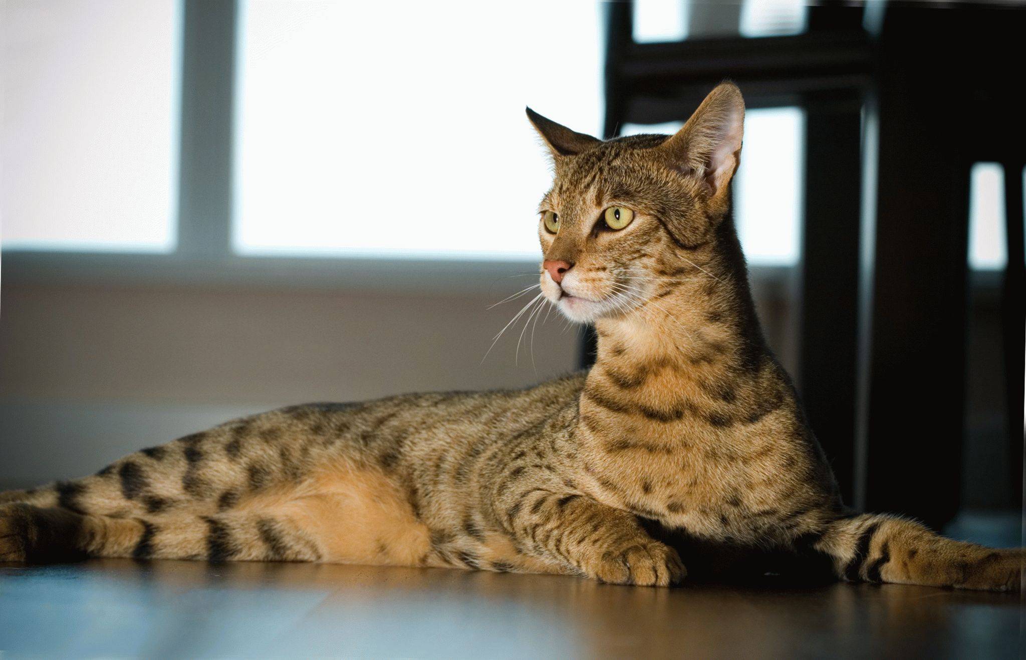 Ашера кошка: описание породы, характер, уход, рацион, болезни