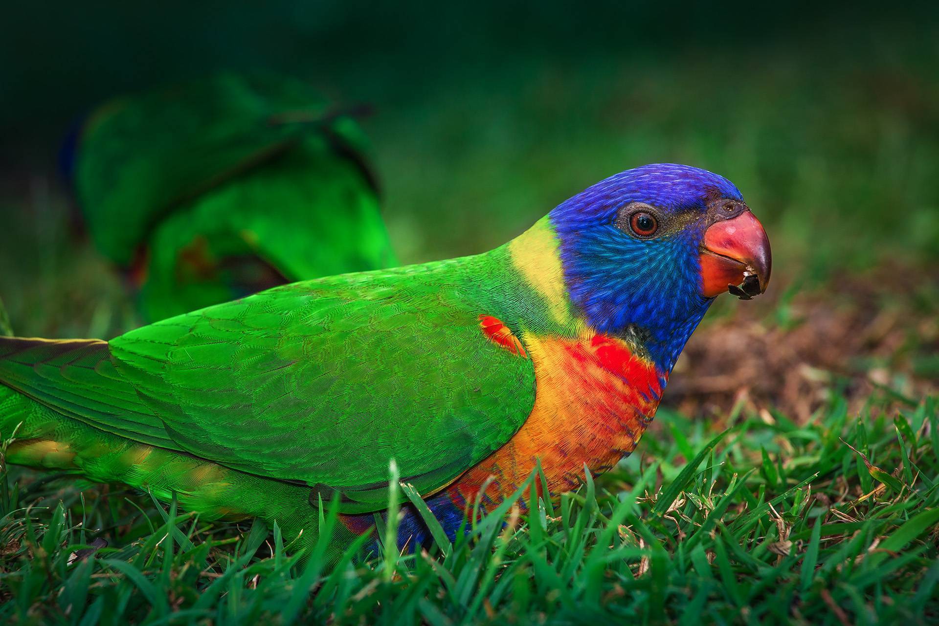 Многоцветный попугай лорикет: фото, описание, образ жизни и среда обитания