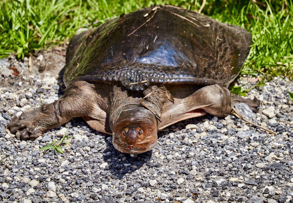 Кожистая черепаха (лут) – фото, описание, ареал, питание, враги, популяция