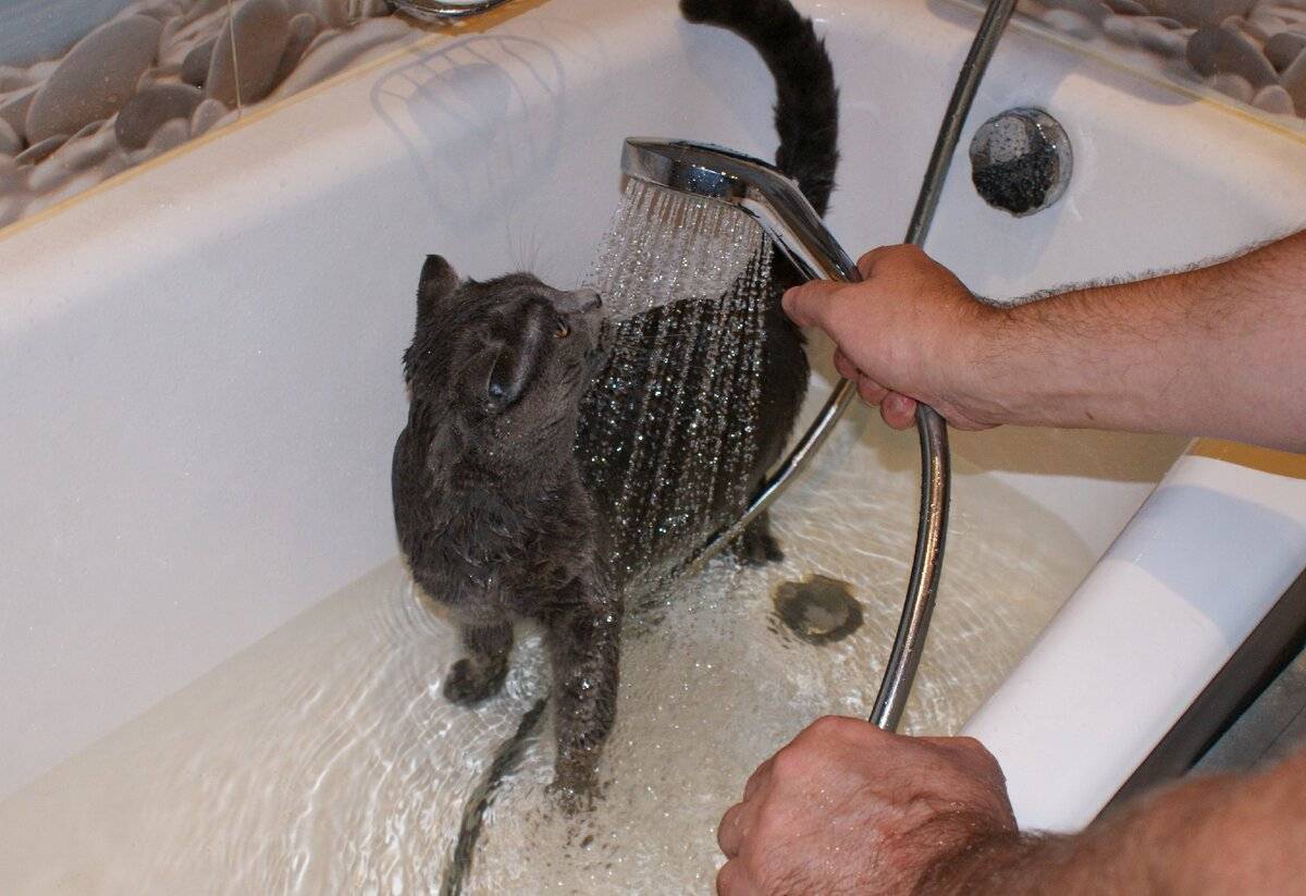 Почему кошки боятся воды и коты которые любят купаться