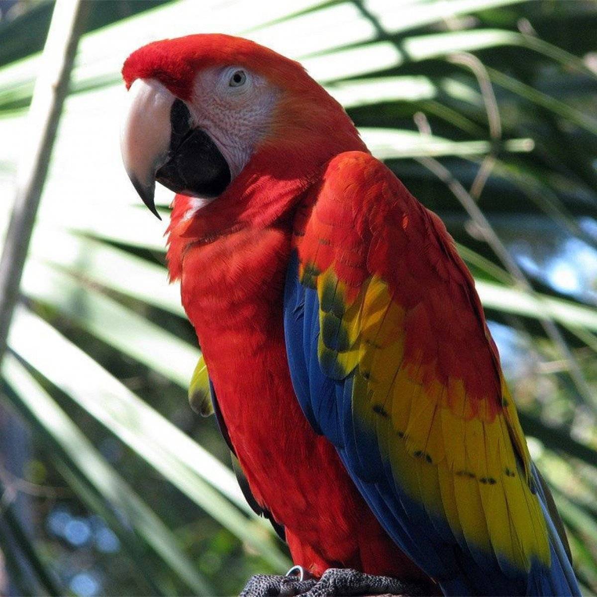 Топ-10 самых красивых видов попугаев в мире