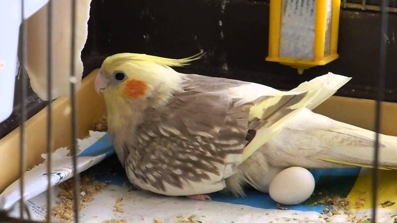 Сколько живут попугаи кореллы в домашних условиях