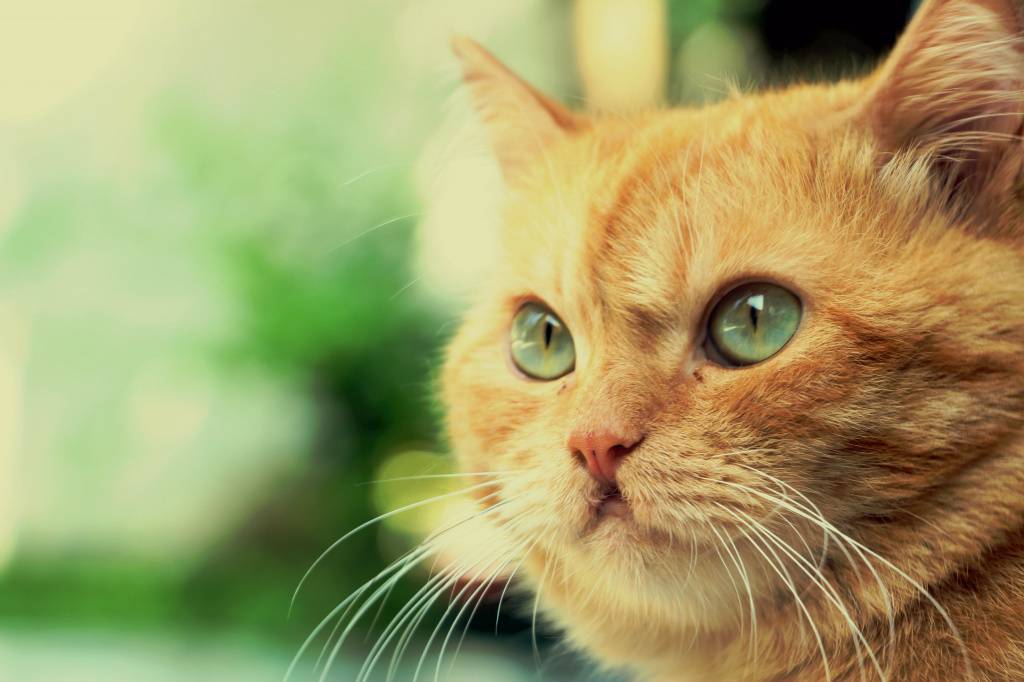 Кальцивироз у кошек. как поставить диагноз и как лечить.