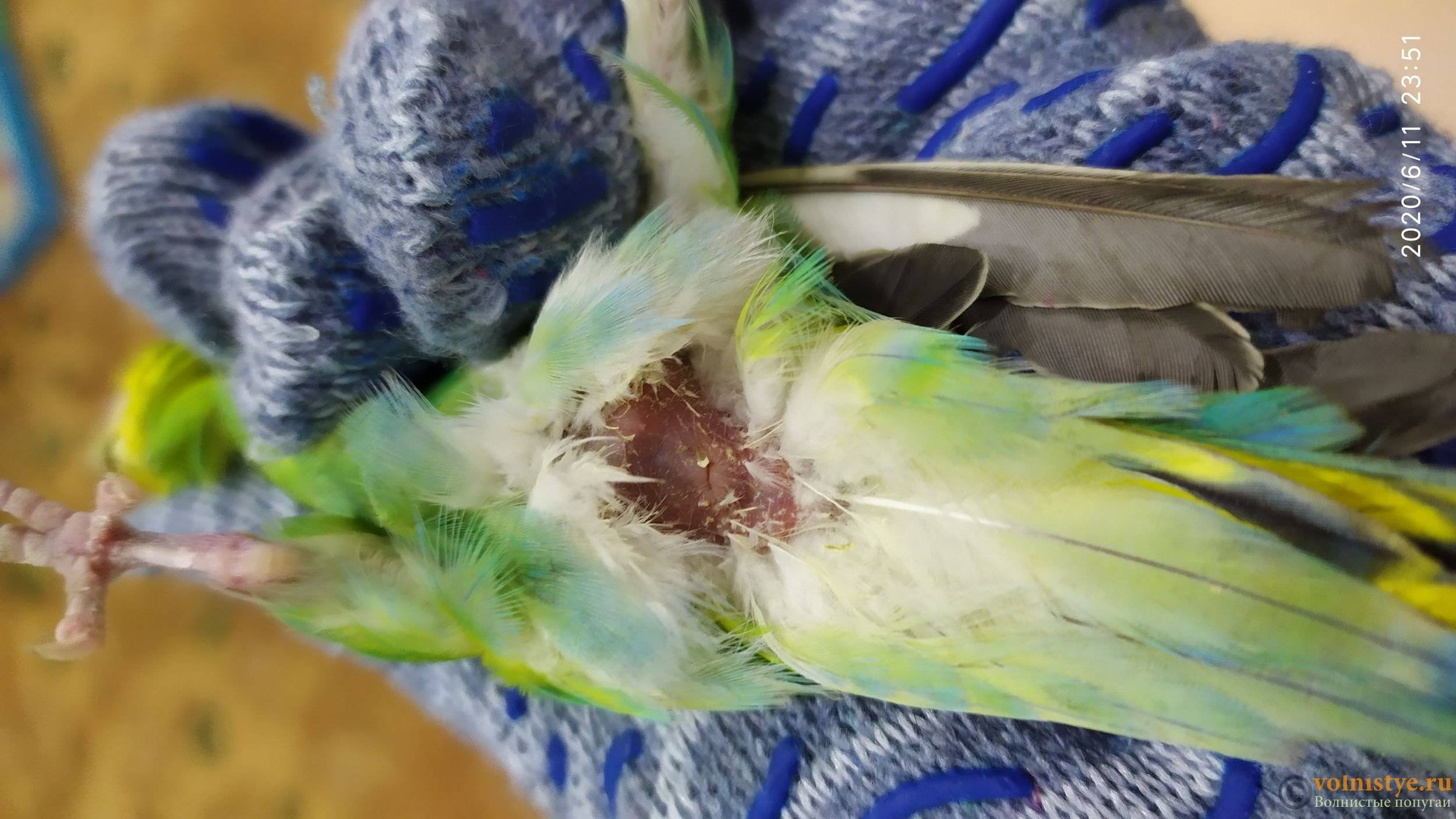 По каким причинам умирают волнистые попугаи
