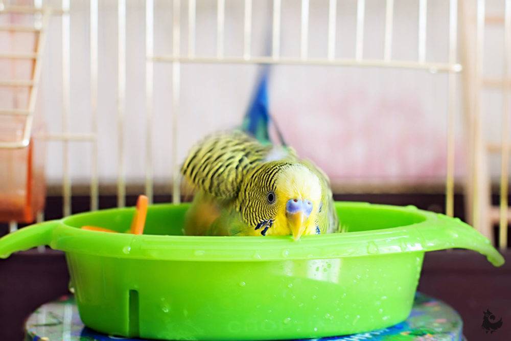 Как купать волнистого попугая в домашних условиях