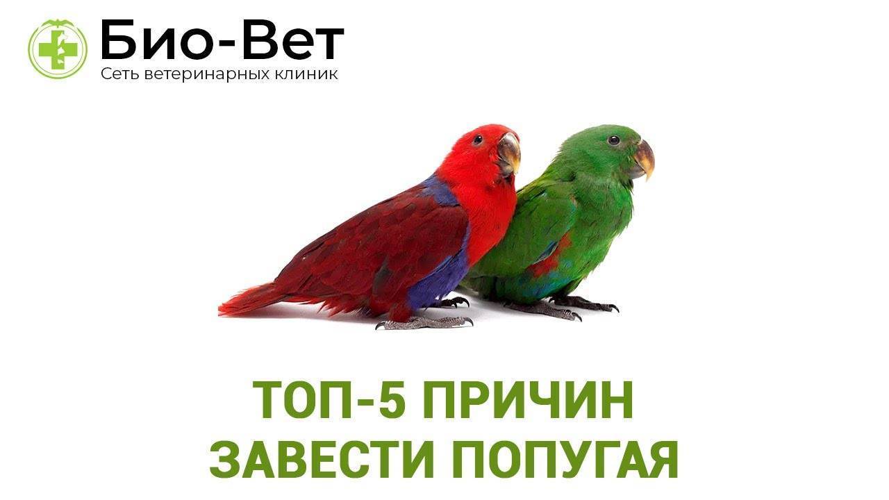 Попугай дома: плюсы и минусы содержания птицы в квартире, лучше завести волнистого или ожерелового