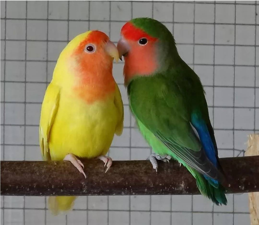 Как назвать пару попугаев неразлучников, мальчика и девочку -
