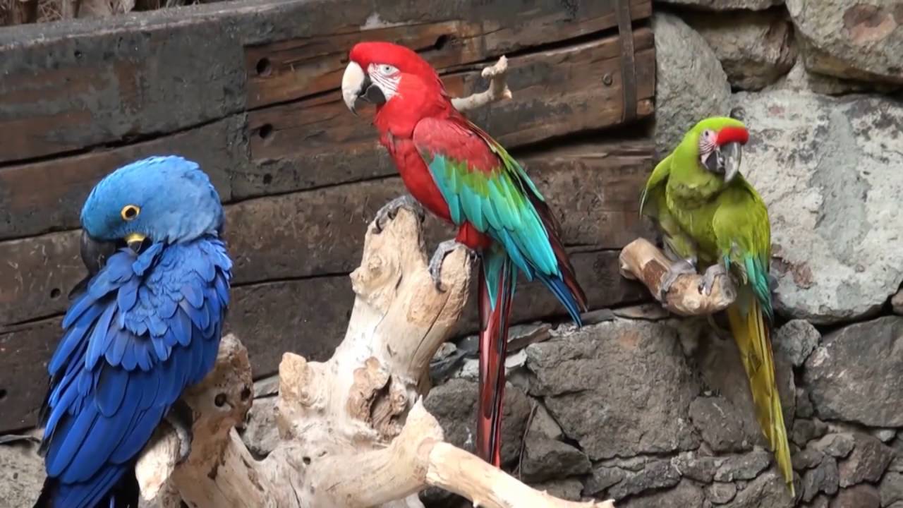 10 самых известных пород больших попугаев