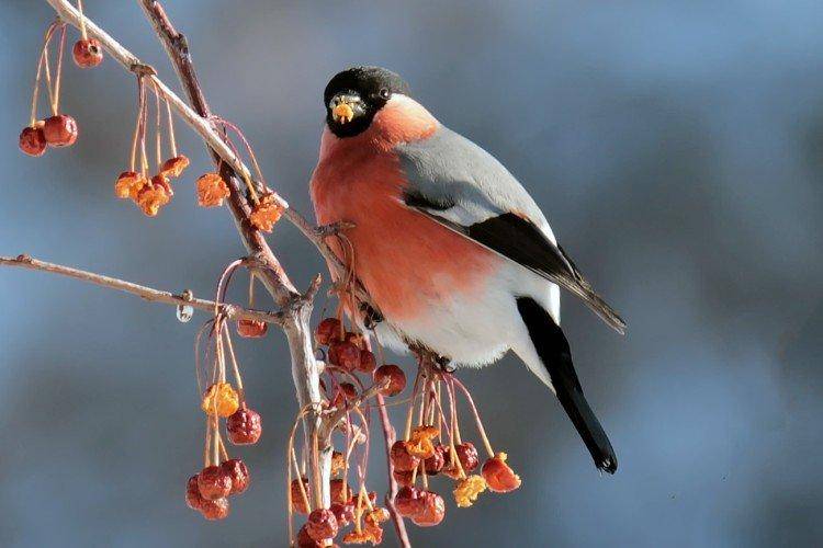 Снегирь: род этой птицы и их внешний вид, перелётные или оседлые, размножение и среда обитания