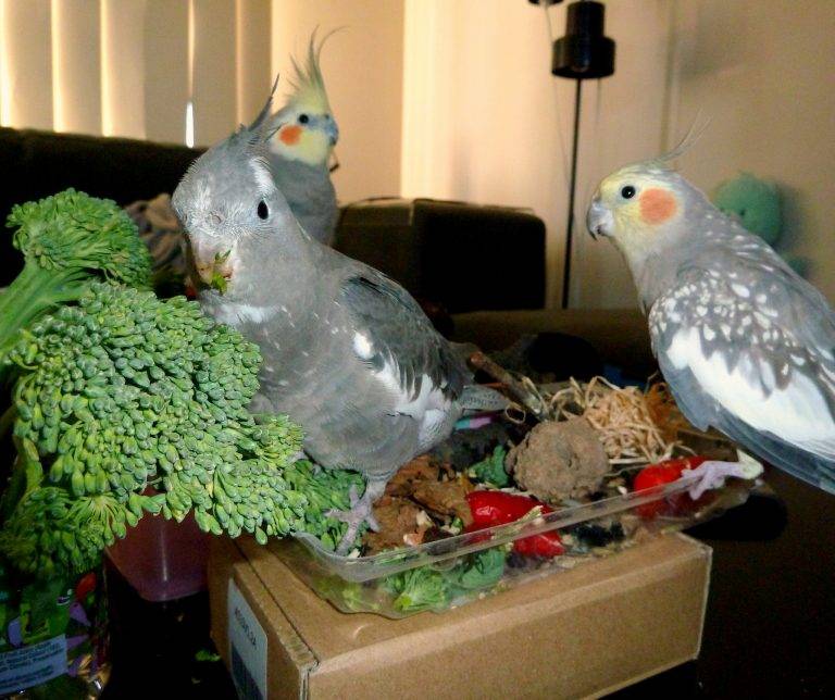 Сколько живет попугай корелла в домашних условиях