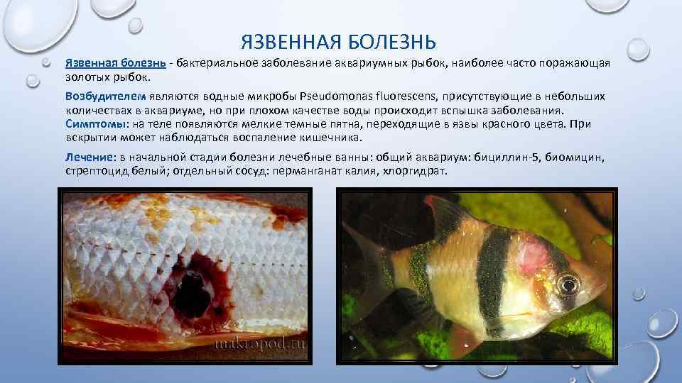 Болезни и лечение аквариумных рыбок, фото и видео. | аквариумок