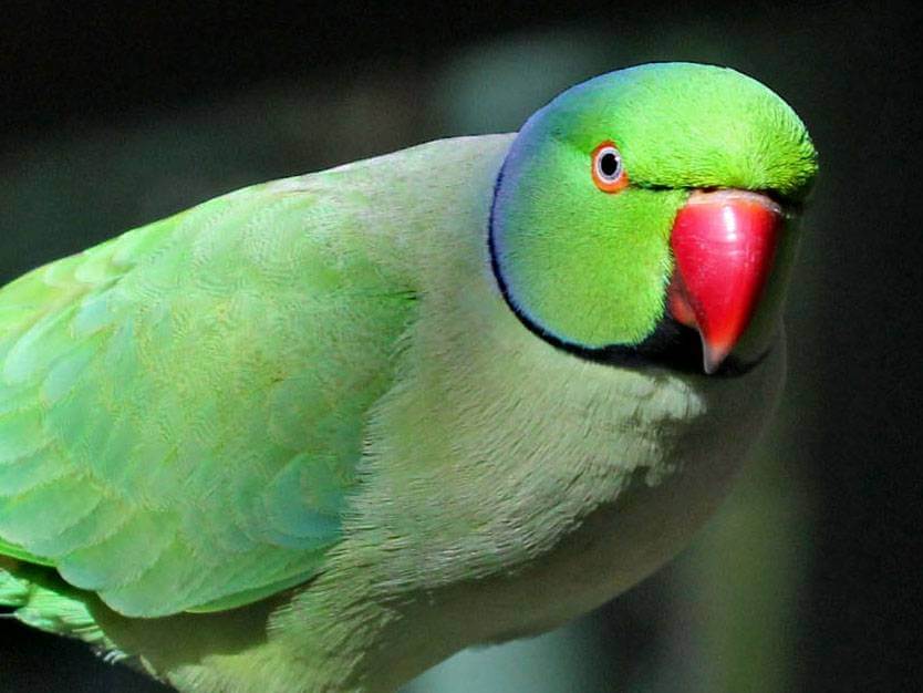 Ожереловый попугай крамера (индийский кольчатый попугай)