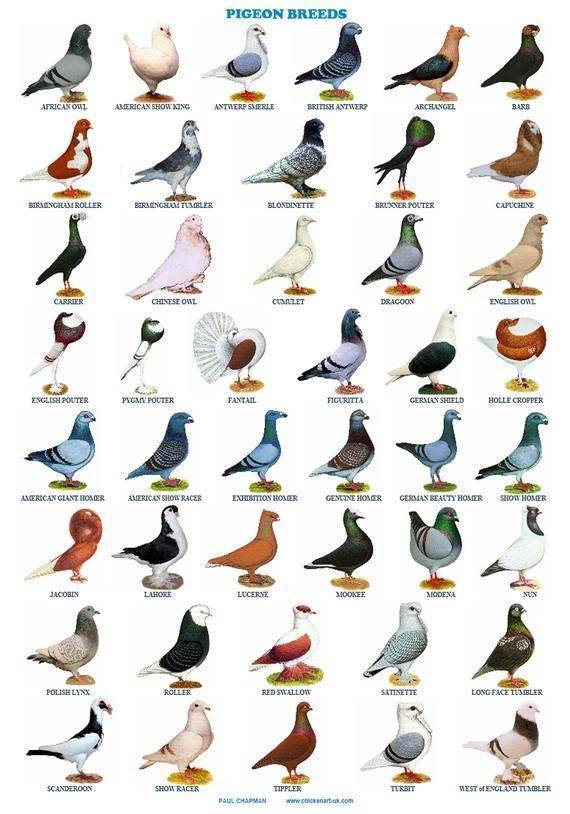 Голуби: породы, их описание и фото. виды домашних голубей :: syl.ru