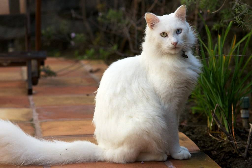 Турецкая ангора: описание породы, фото кошки, характер, окрасы, отзывы, уход, корм, вес, сколько лет живут?