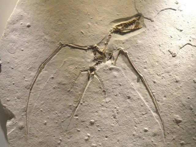 Птеродактиль (лат. Pterodactylus)