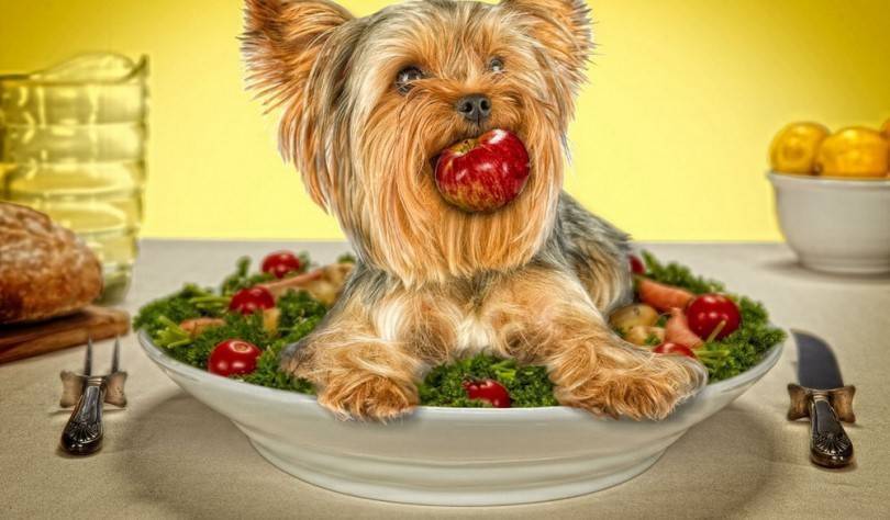 Питание йорка: чем можно кормить терьера в домашних условиях, кормление щенка в 2 месяца | medeponim.ru