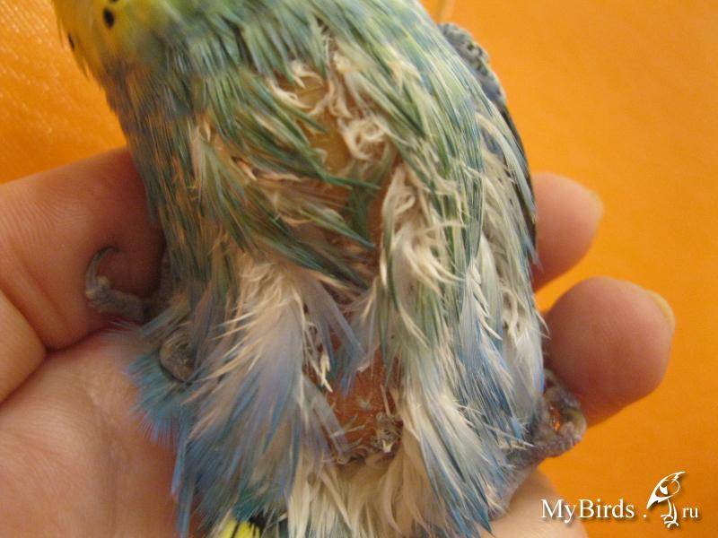 Липома у попугая: шишки и опухоли на животе, крыле, грудке, шее, как лечить у волнистого попугая, ксантома