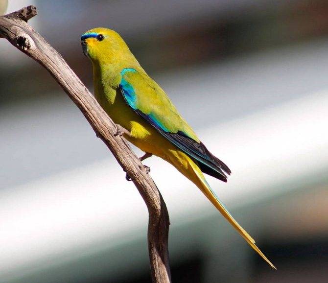 Травяной попугай: популярные виды, содержание и уход в домашних условиях