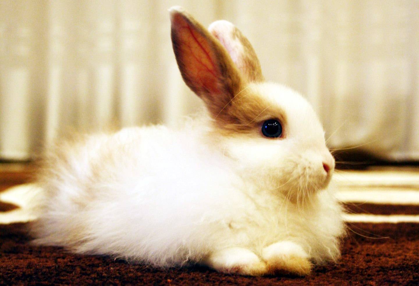 ✅ имена кроликов девочек прикольные. как можно назвать крольчиху и кролика (388 кличек) - живой-сад.рф