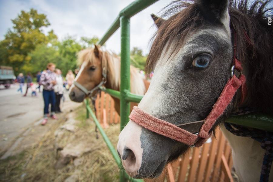 Сколько стоит лошадь? стоимость жеребенка и содержания коня