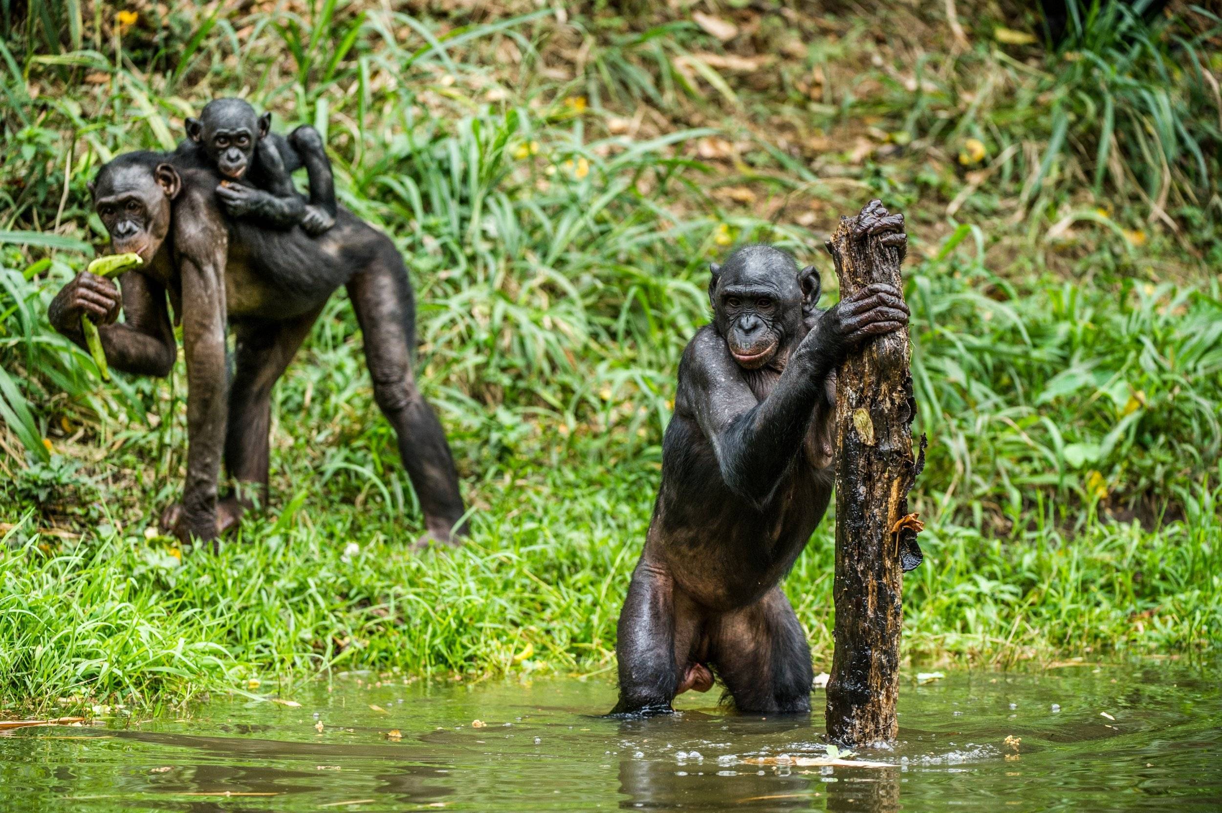 Бонобо - frwiki.wiki
