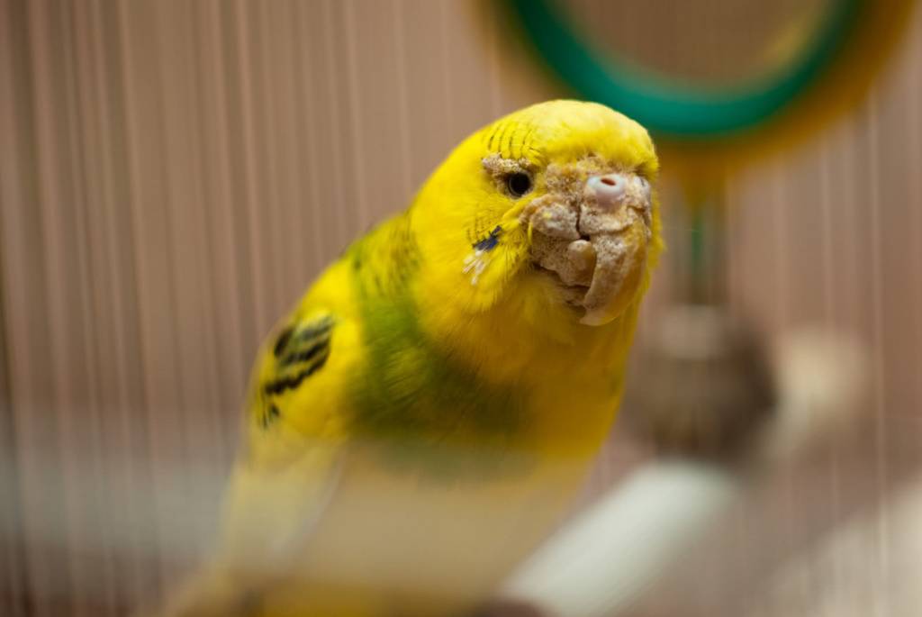 Болезни клюва у попугаев: причины, симптомы, лечение