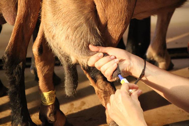 Мастит у козы, основные признаки заболевания и как его лечить