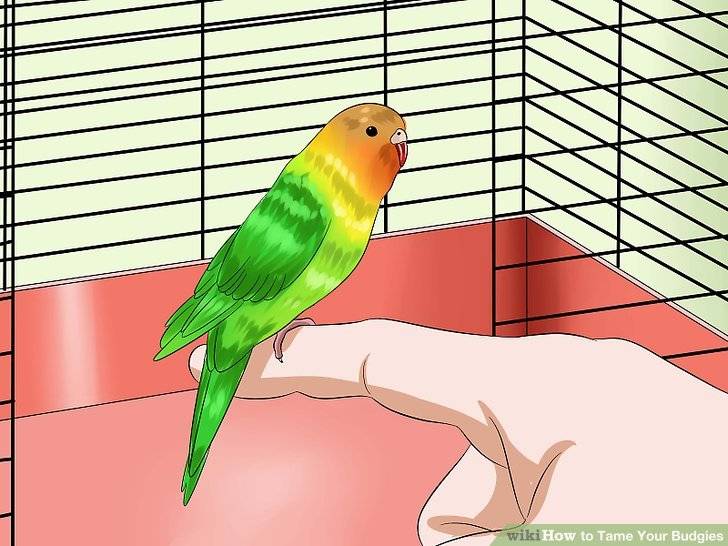 Как приручить попугая к рукам, дикого или взрослого попугая